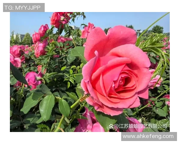 花卉种植技巧与养护指南,打造绿色家园的美丽花海 花卉种植技巧与养护指南,打造绿色家园的美丽花海